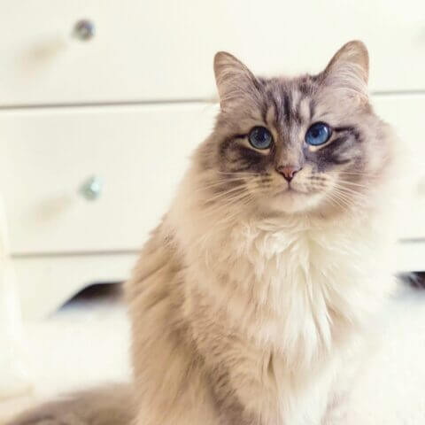 Luca